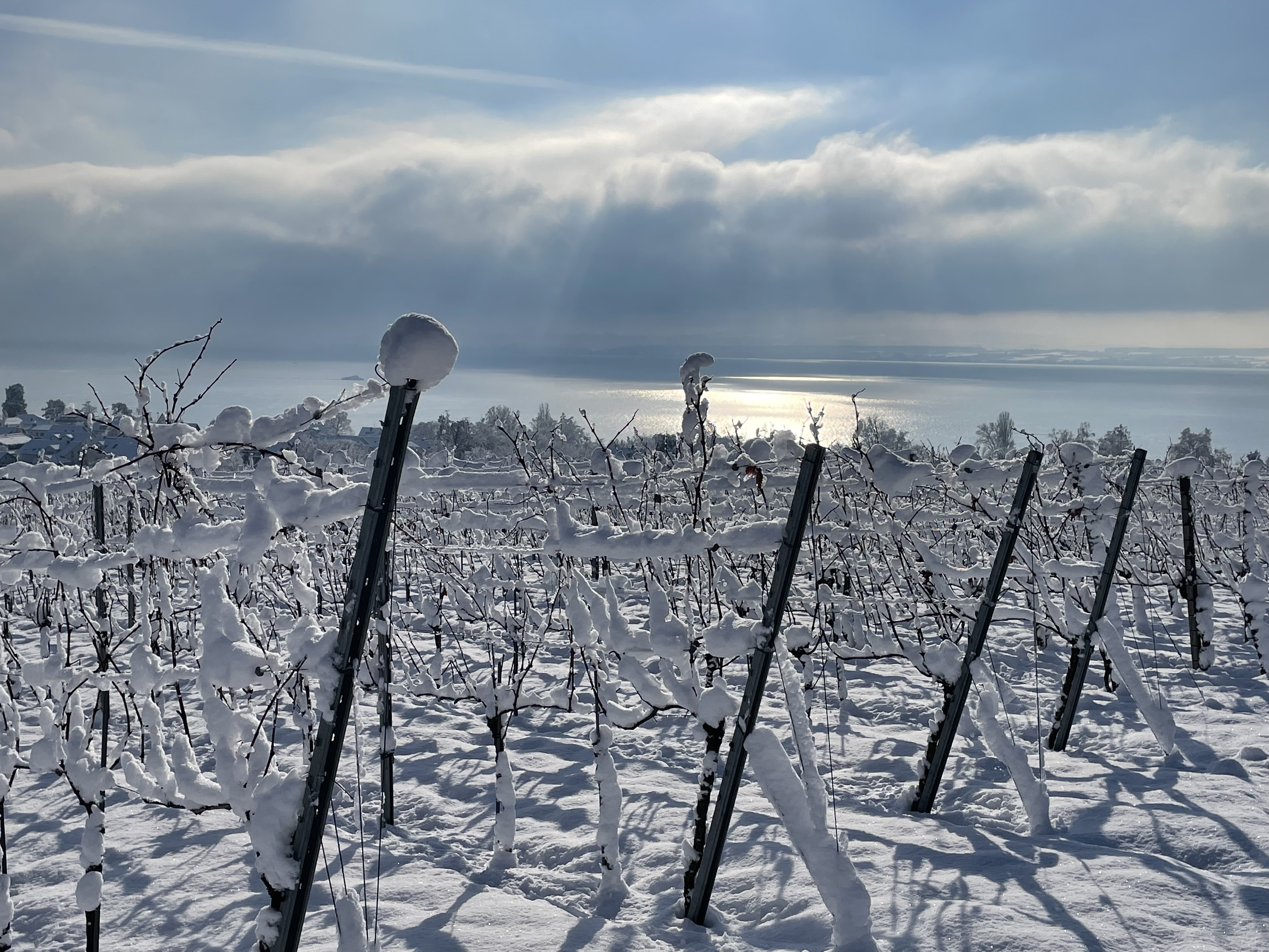 FeWo-Immenstaad-Bodensee-Hochberg-1